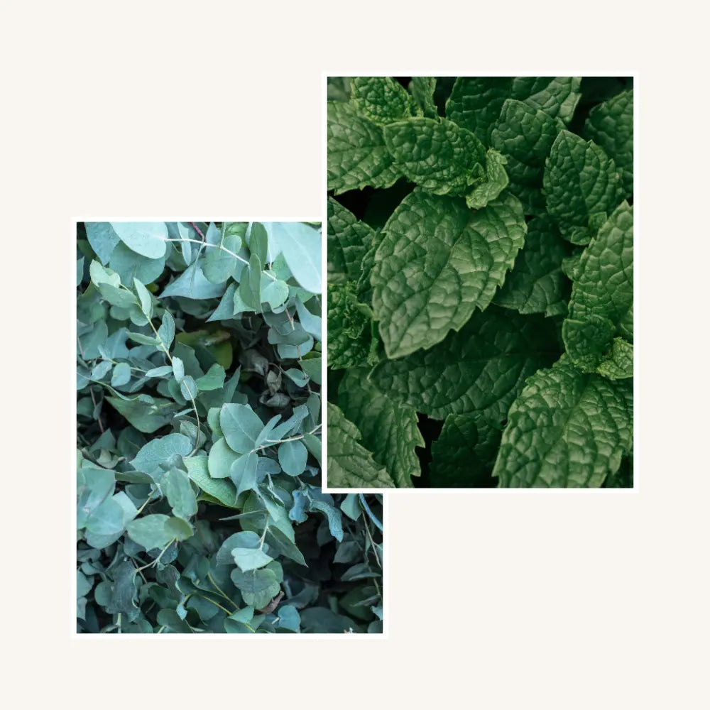 Vela Eucalipto Hortelã 200g Luminancia Fragrances